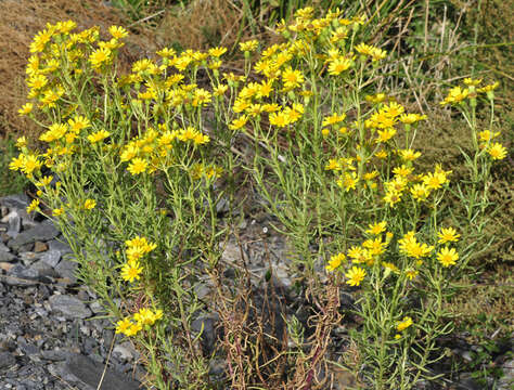 Image of Senecio nevadensis subsp. malacitanus (Huter) Greuter