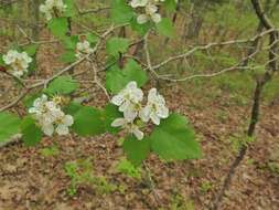 Image of Copenhagen hawthorn