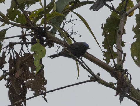 Image of Capped Conebill