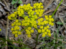 Image de Harbouria trachypleura (A. Gray) Coult. & Rose