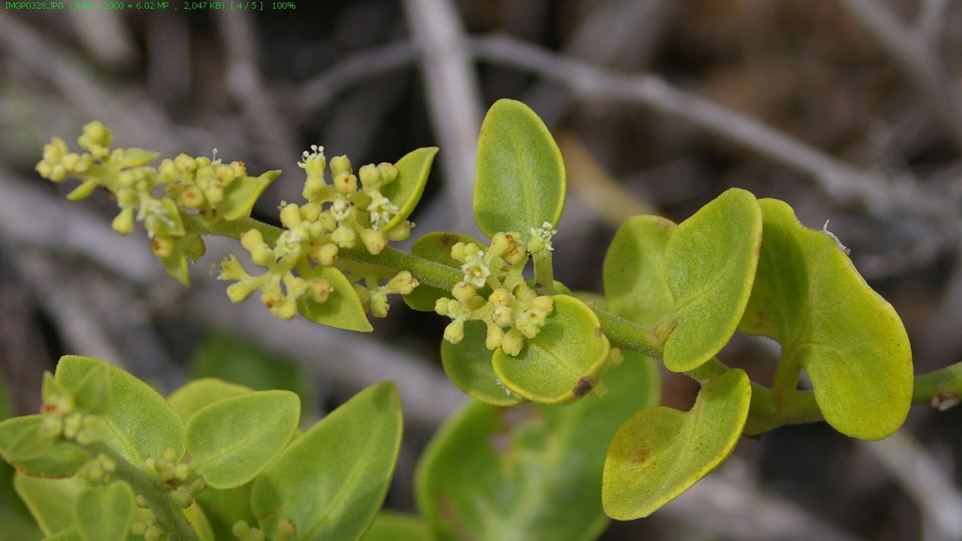 Image of Cryptocarpus