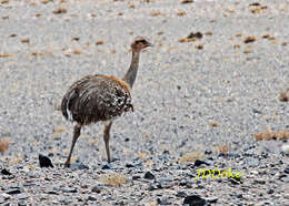 Image of Rhea pennata tarapacensis (Chubb & C 1913)