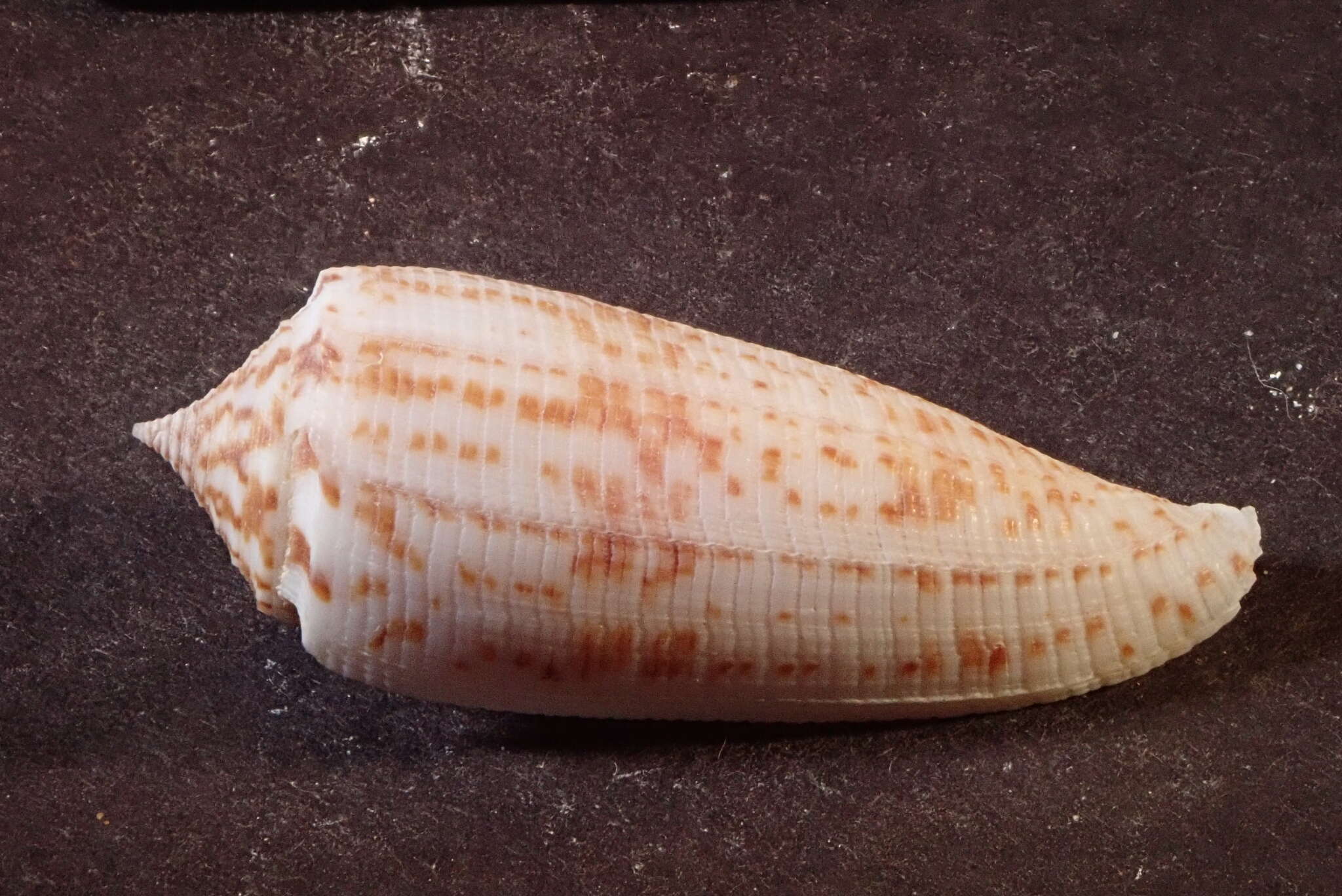 Image of Conus laterculatus G. B. Sowerby II 1870