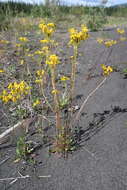 Image of Rayless Mountain Groundsel