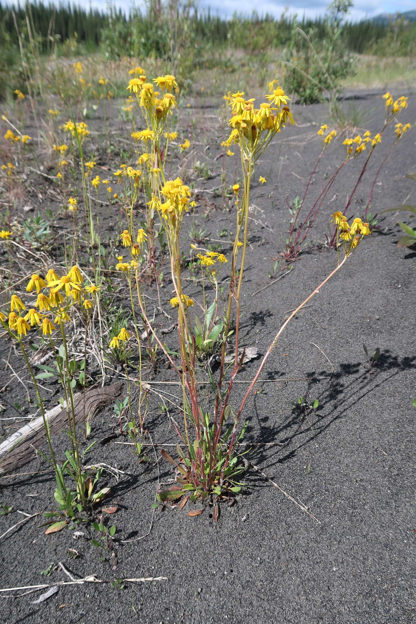 Image of Rayless Mountain Groundsel