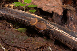 Image of Brown Oak Disc Cup