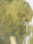 Image of pondweed