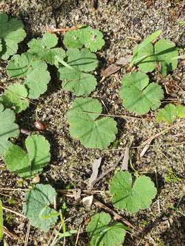 Image de Hydrocotyle laxiflora DC.