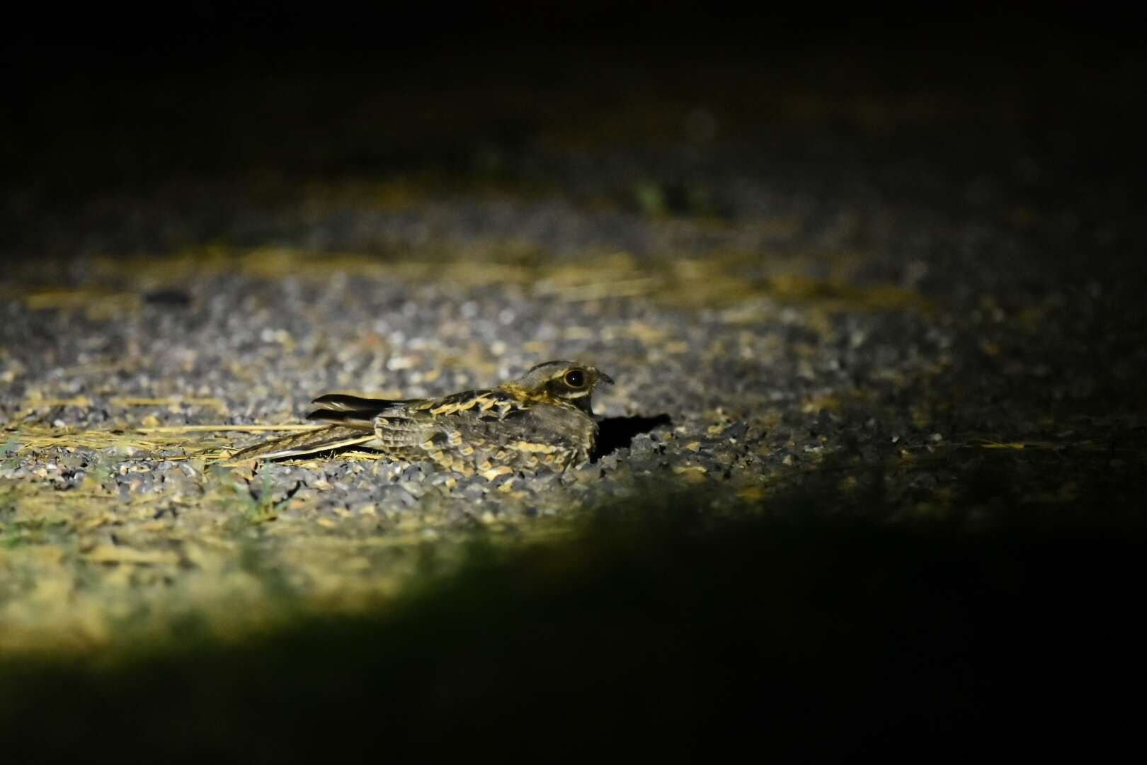 Image of Indian Nightjar