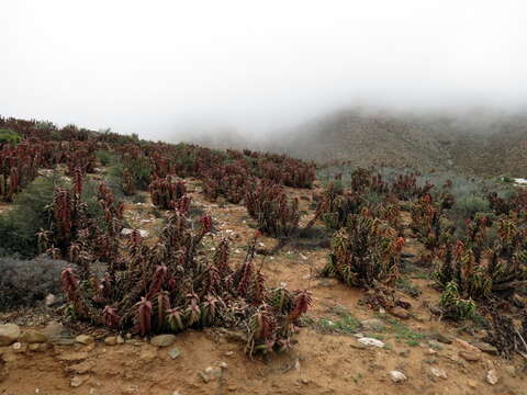 صورة Aloe pearsonii Schönland