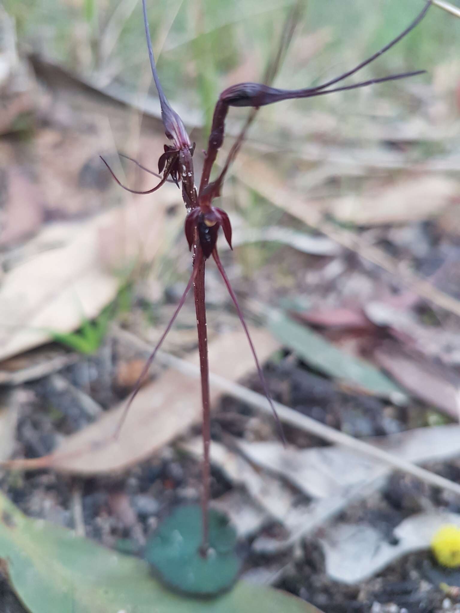 Image of Mayfly orchid