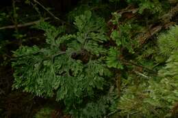 صورة Hymenophyllum scabrum A. Rich.