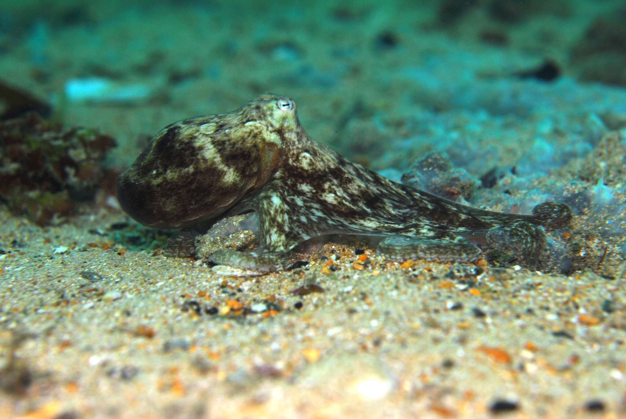 Image of Octopus berrima Stranks & Norman 1992