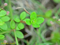 Plancia ëd Galium bungei var. trachyspermum (A. Gray) Cufod.