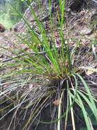 Image of Libertia sessiliflora (Poepp.) Skottsb.