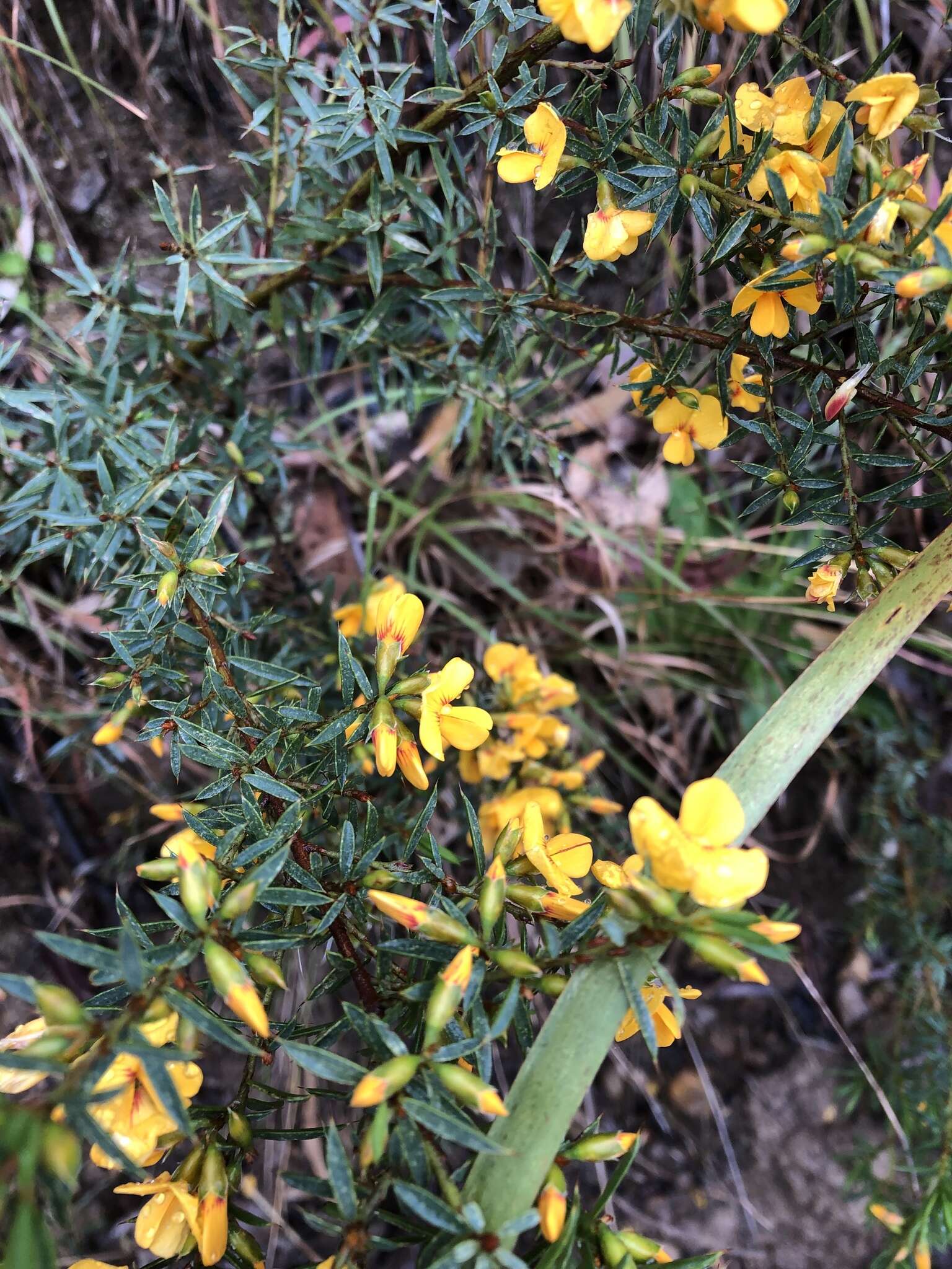 Image of Pultenaea forsythiana