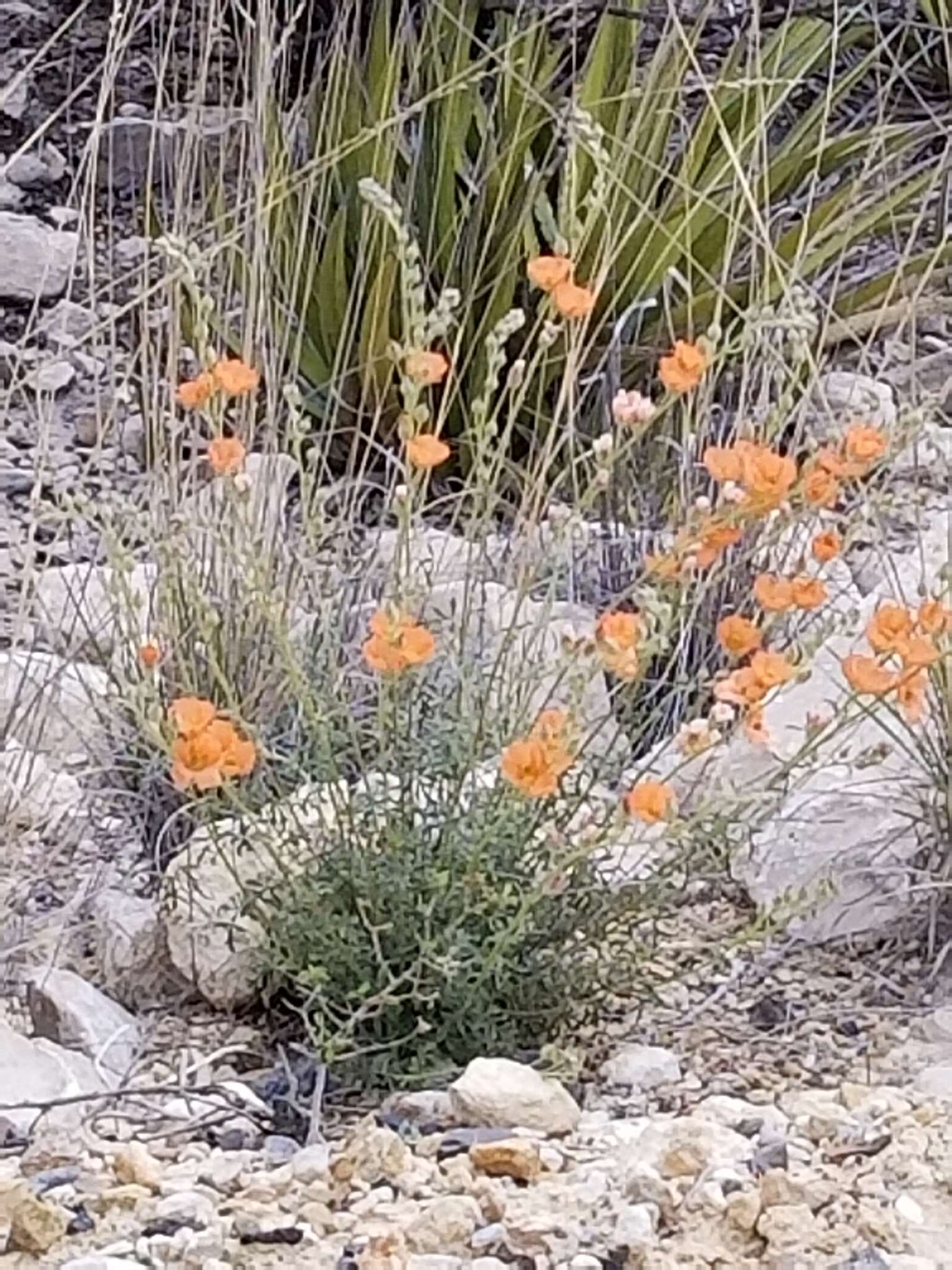 Sivun Sphaeralcea digitata (Greene) Rydb. kuva