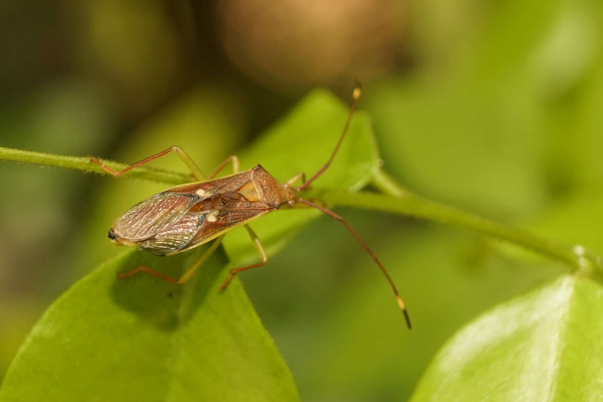 Image of Homoeocerus (Anacanthocoris) rubromaculatus (Hsiao 1963)