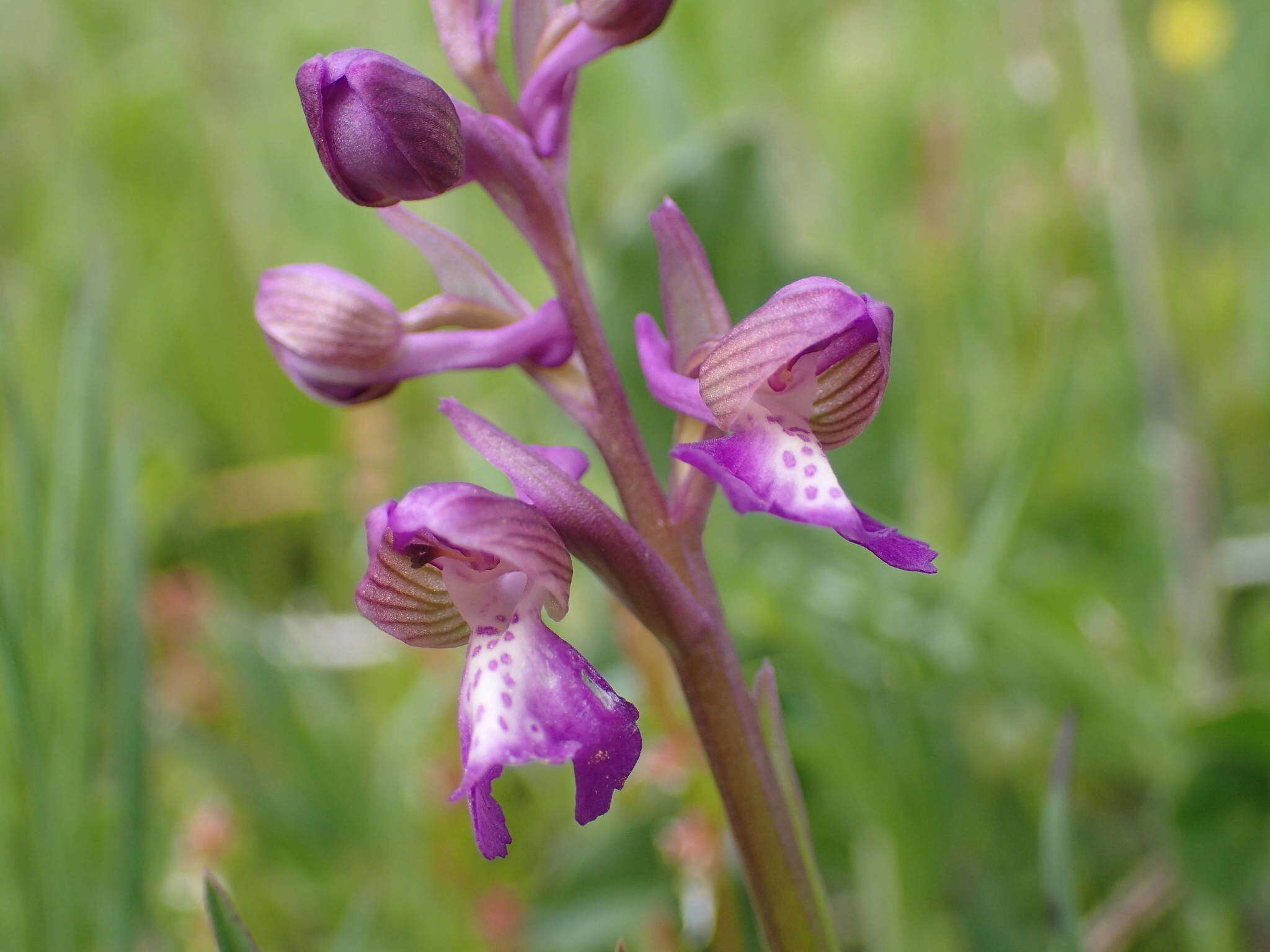 Image of Anacamptis morio subsp. picta (Loisel.) Jacquet & Scappat.