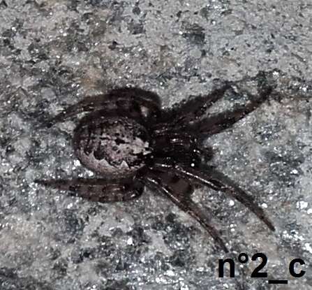 Image de Zygiella montana (C. L. Koch 1834)