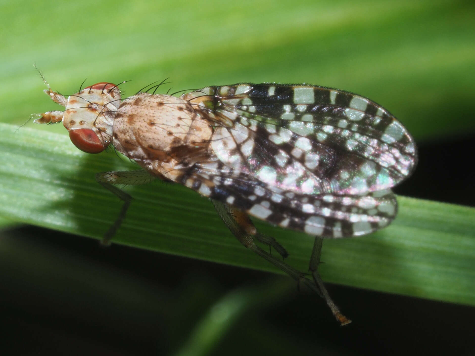 Image of Trypetoptera punctulata (Scopoli 1763)