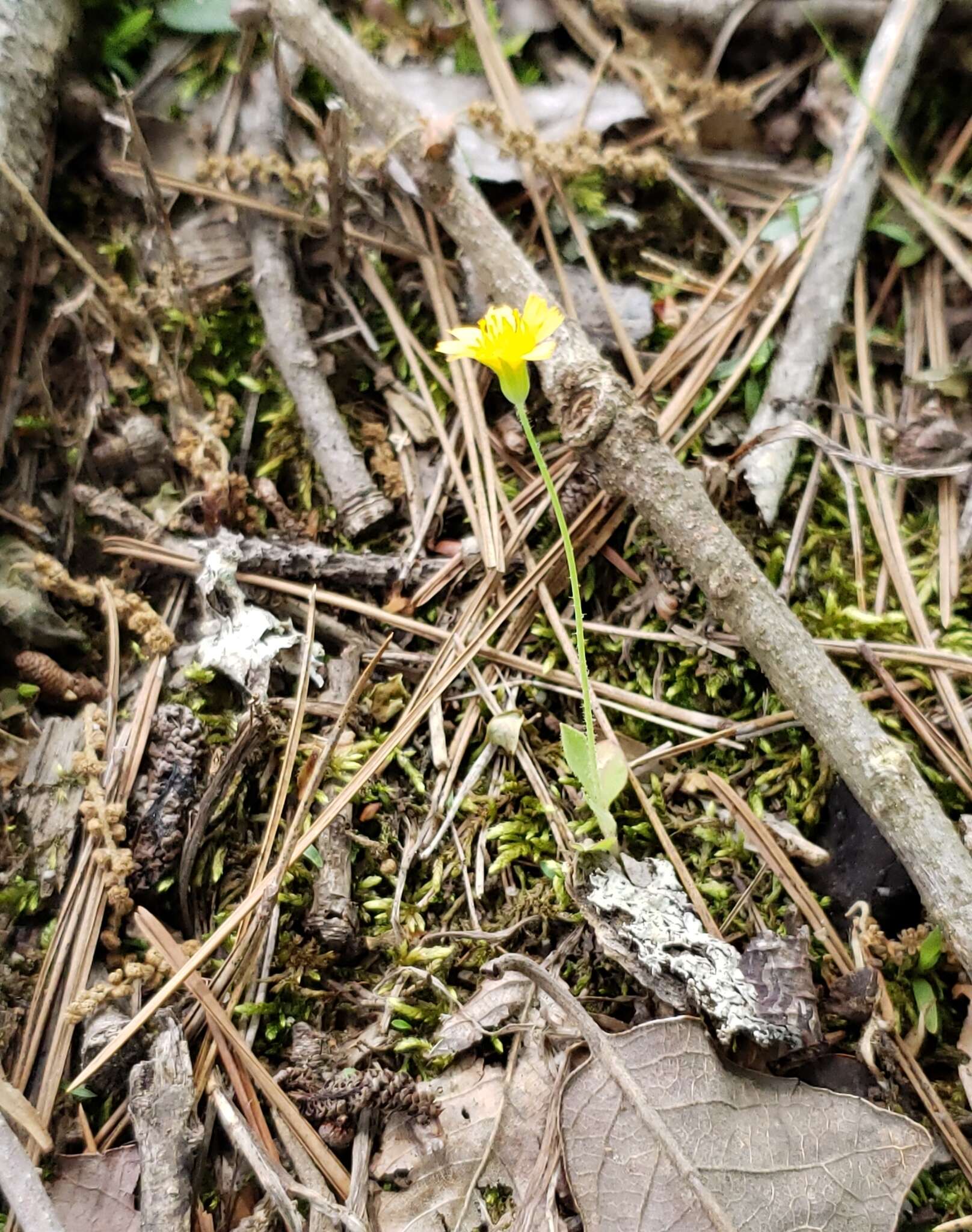 Image of Dwarf dandelion