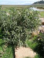 Image of Solanum nitidum Ruiz & Pav.