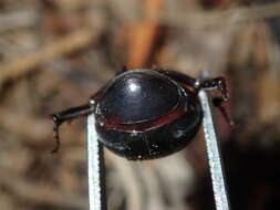 Image of Adoryphorus couloni (Burmeister 1847)