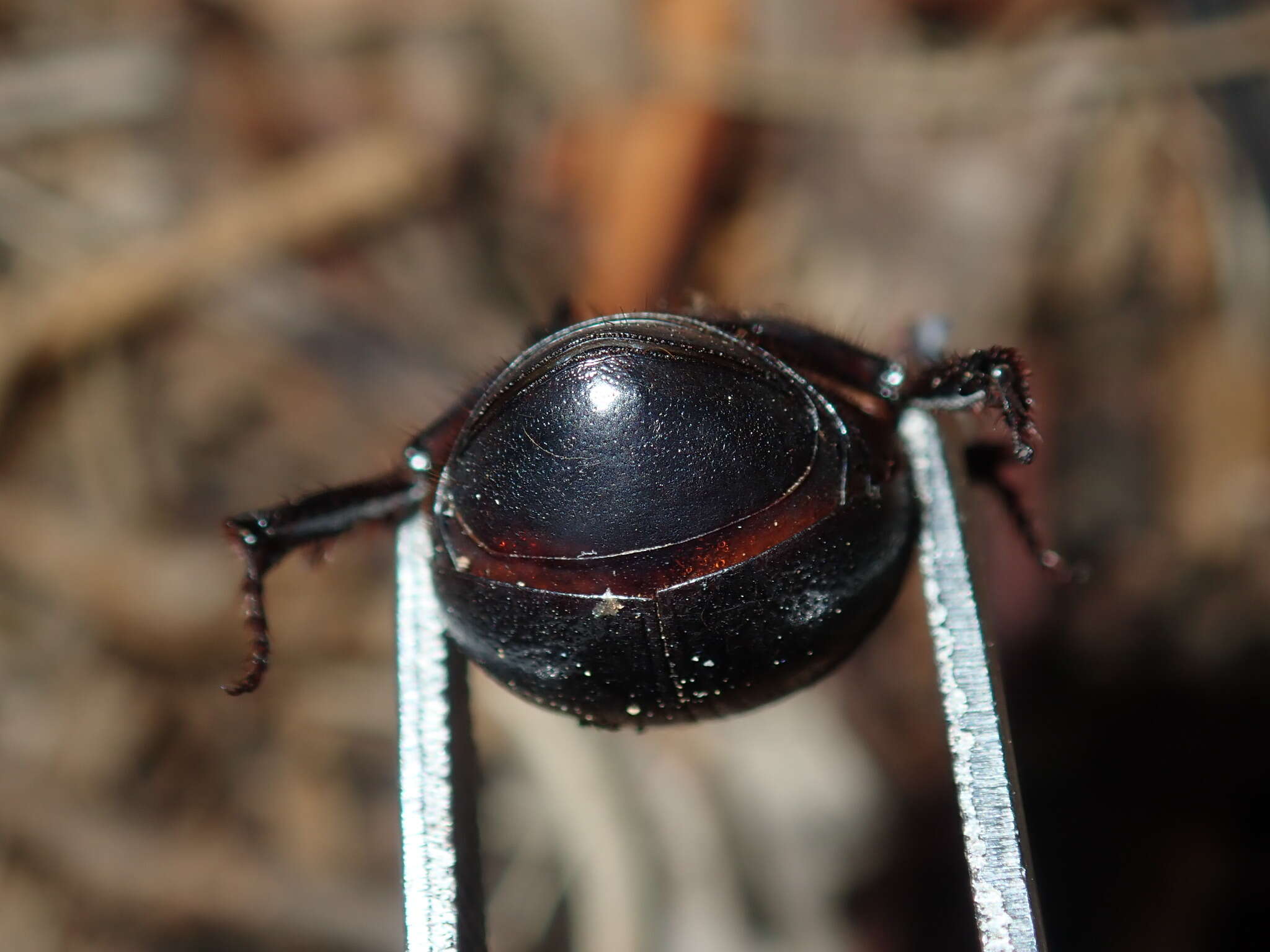 Слика од Adoryphorus couloni (Burmeister 1847)