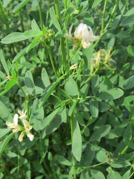 Image of Sand Lucerne