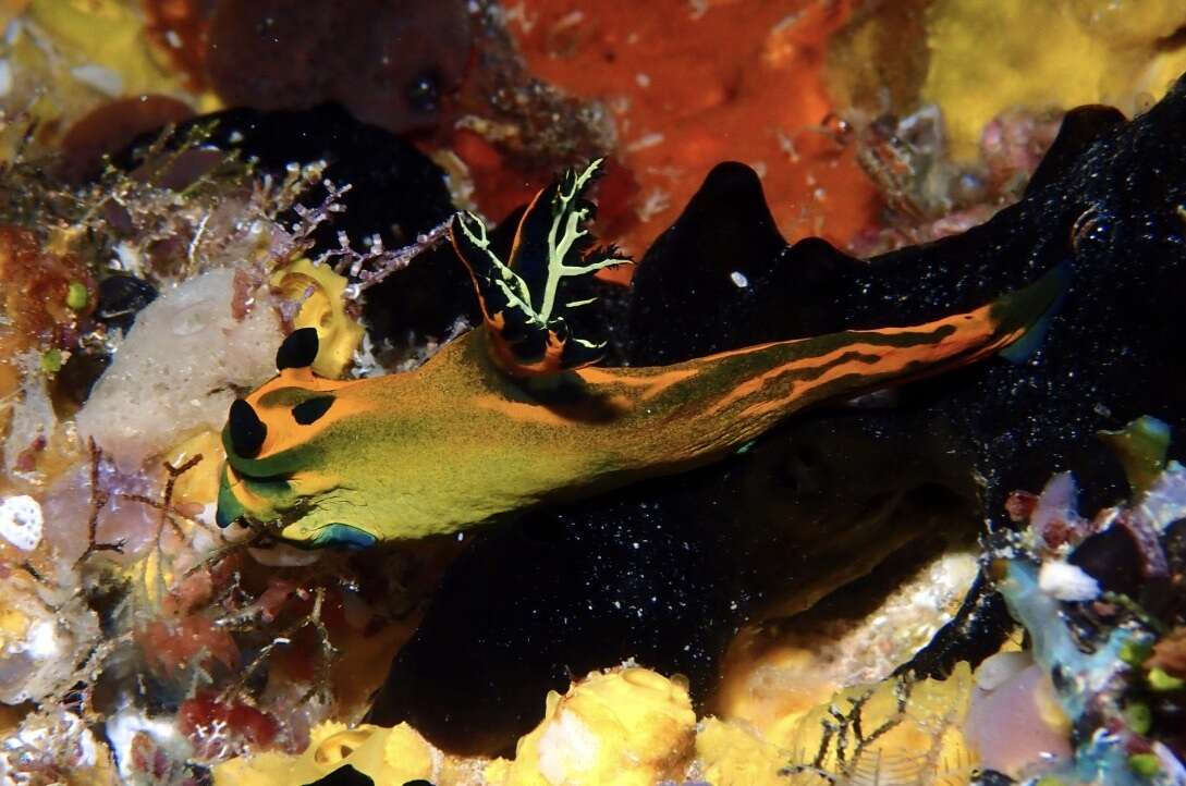 Image of Gold and olive lined slug