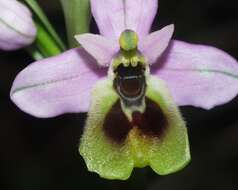 Image of Ophrys tenthredinifera subsp. ficalhoana (J. A. Guim.) M. R. Lowe & D. Tyteca