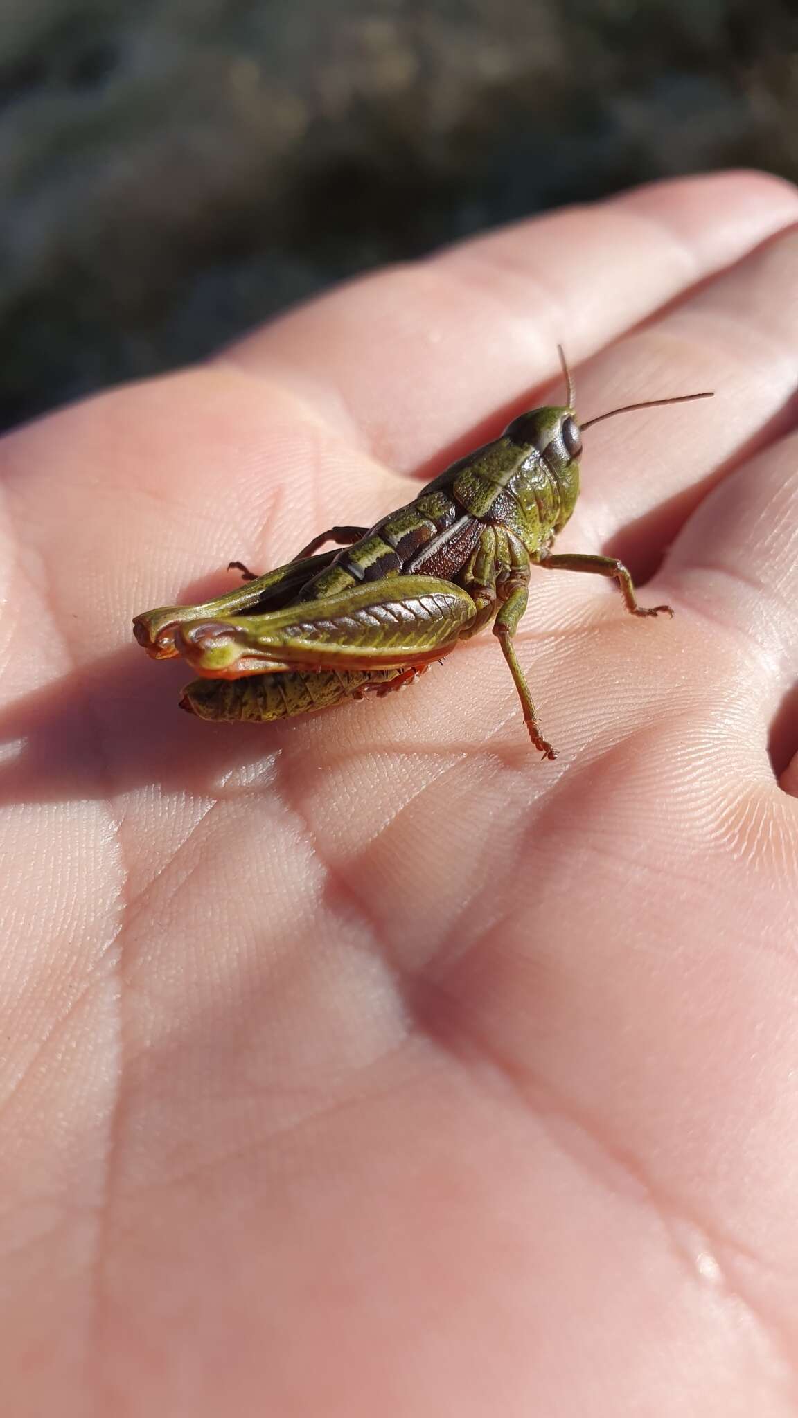 Слика од Alpinacris crassicauda Bigelow 1967