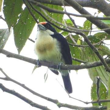 Image of Orange-fronted Barbet