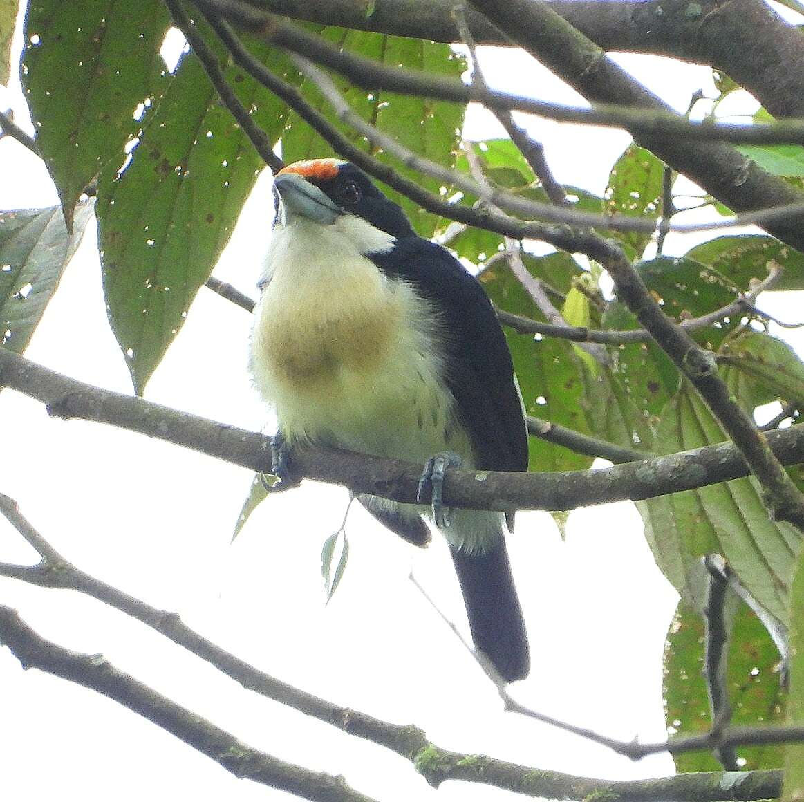 Image of Orange-fronted Barbet