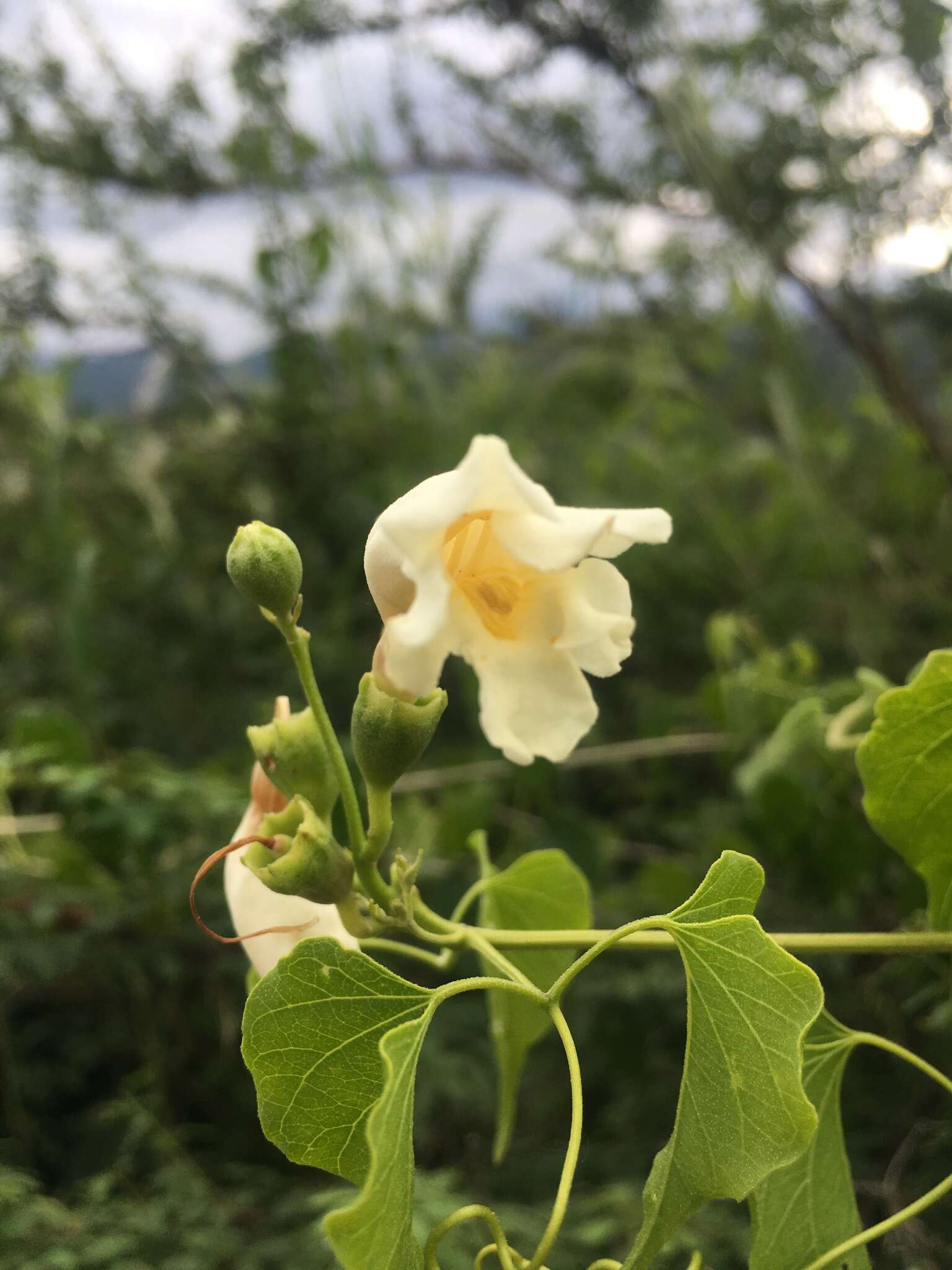 Imagem de Amphilophium carolinae (Lindl.) L. G. Lohmann