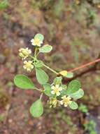 Image of Euphorbia macvaughii Carvajal & Lomelí