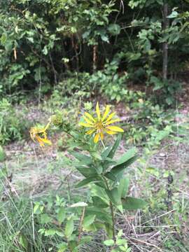 Silphium asteriscus L. resmi