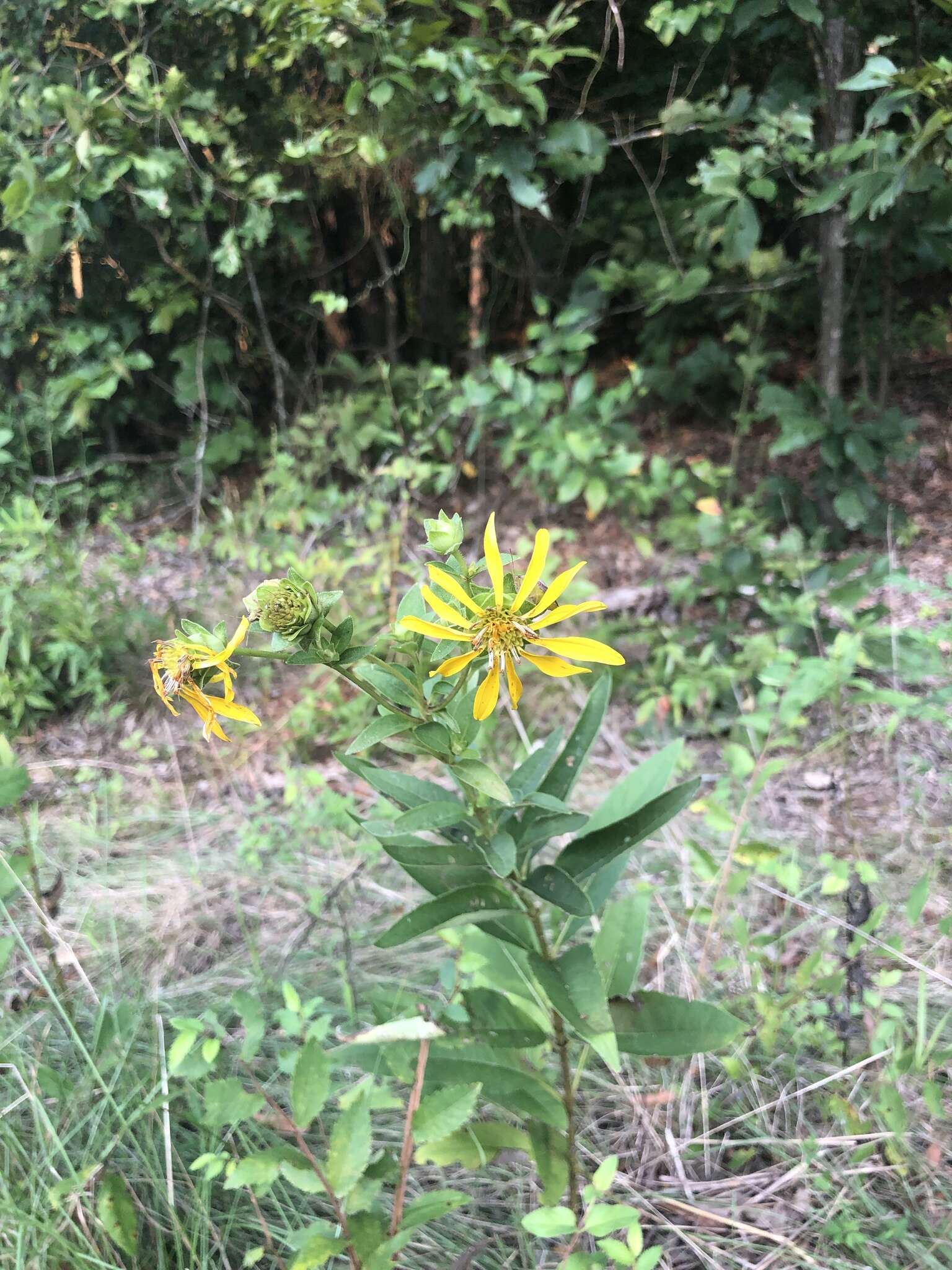 Image of starry rosinweed