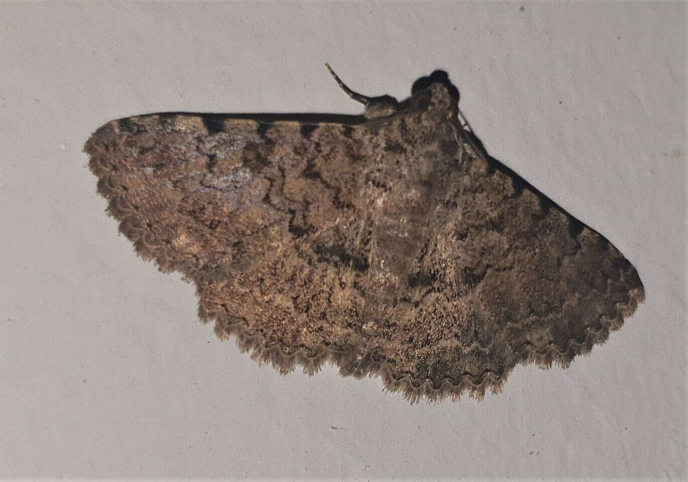 Image of Monkeypod moth