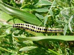 Image of toadflax brocade