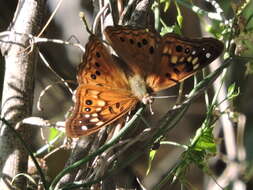 Image de Asterocampa celtis antonia