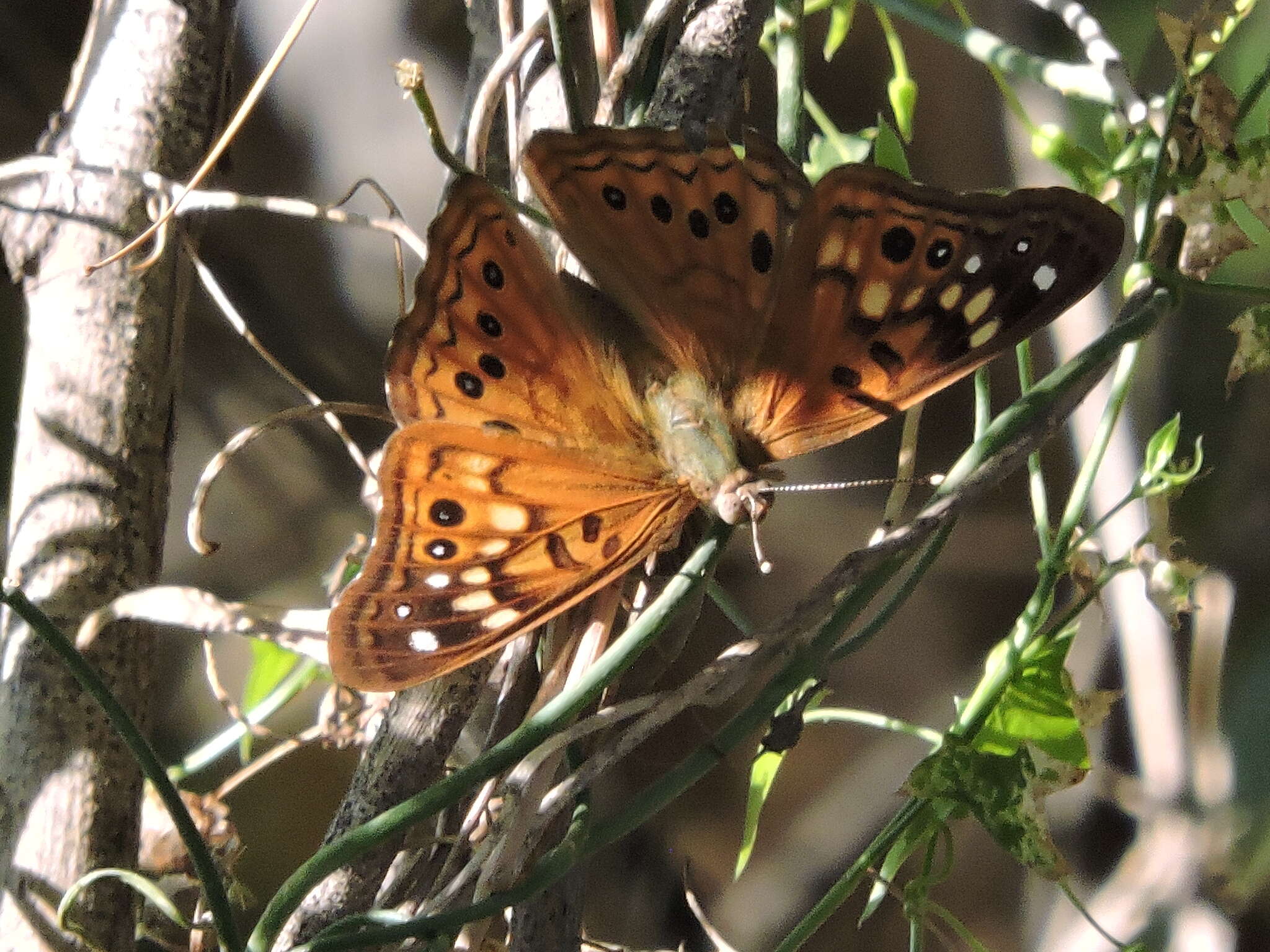 Image de Asterocampa celtis antonia