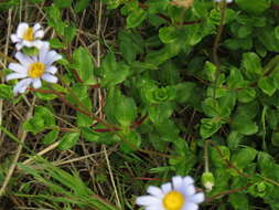 Image of blue daisy