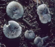 Image of Russula modesta Peck 1907