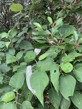 Image of Croton steenkampianus Gerstner