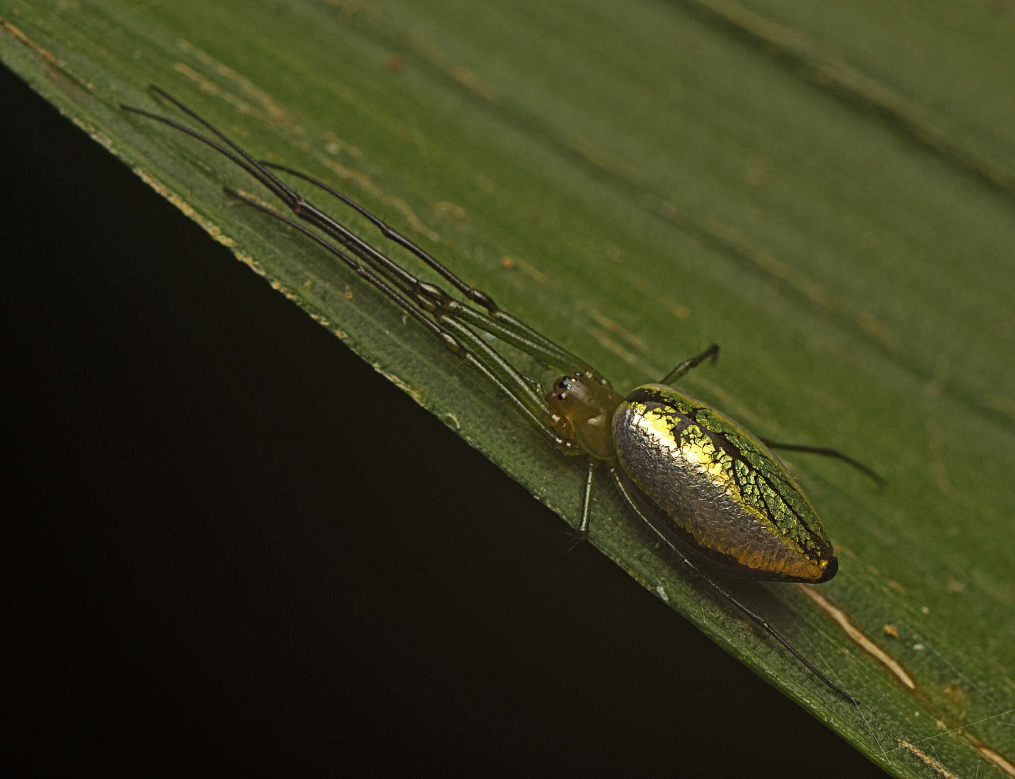 Image of Mesida argentiopunctata (Rainbow 1916)