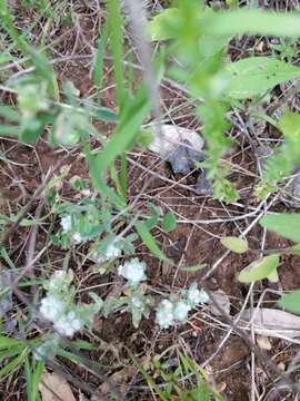 Image of spring pygmycudweed