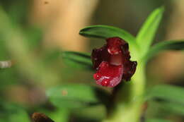 Image of Maxillaria dichaeoides D. E. Benn. & Christenson