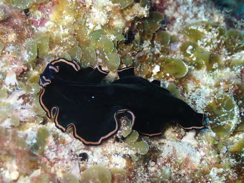 Image of red-rim flatworm